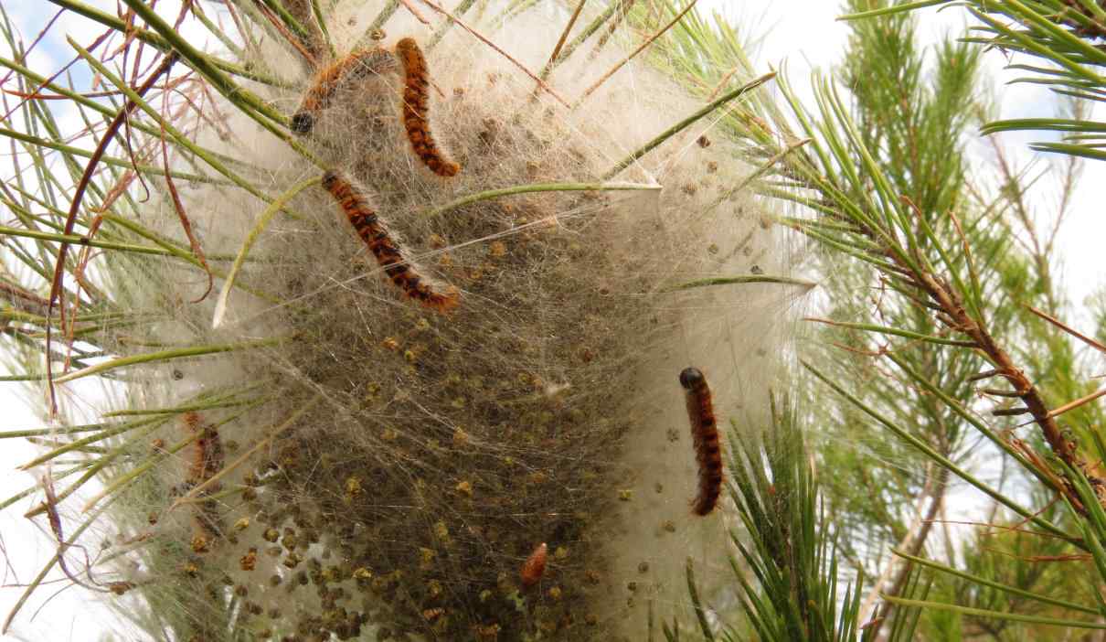 Procesionaria, Thaumetopoea pityocampa, una oruga nociva