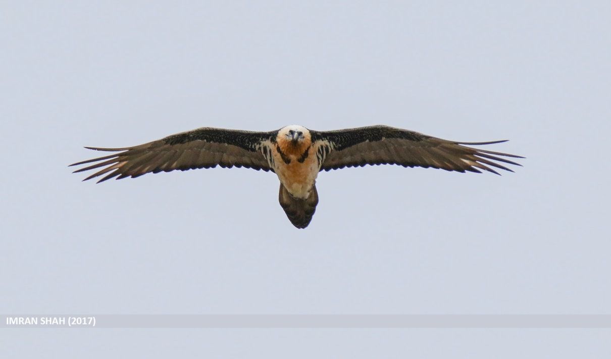 El quebrantahuesos, Gypaetus barbatus, un imponente carroñero