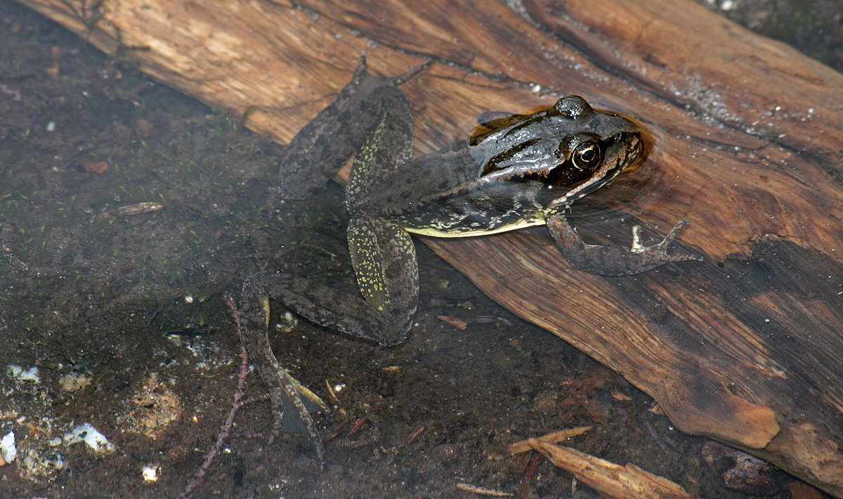 Rana de las cascadas, Rana cascadae