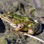 rana-leopardo-norteña-lithobates-pipiens