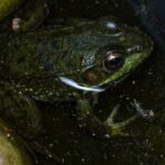 rana-verde-lithobates-clamitans