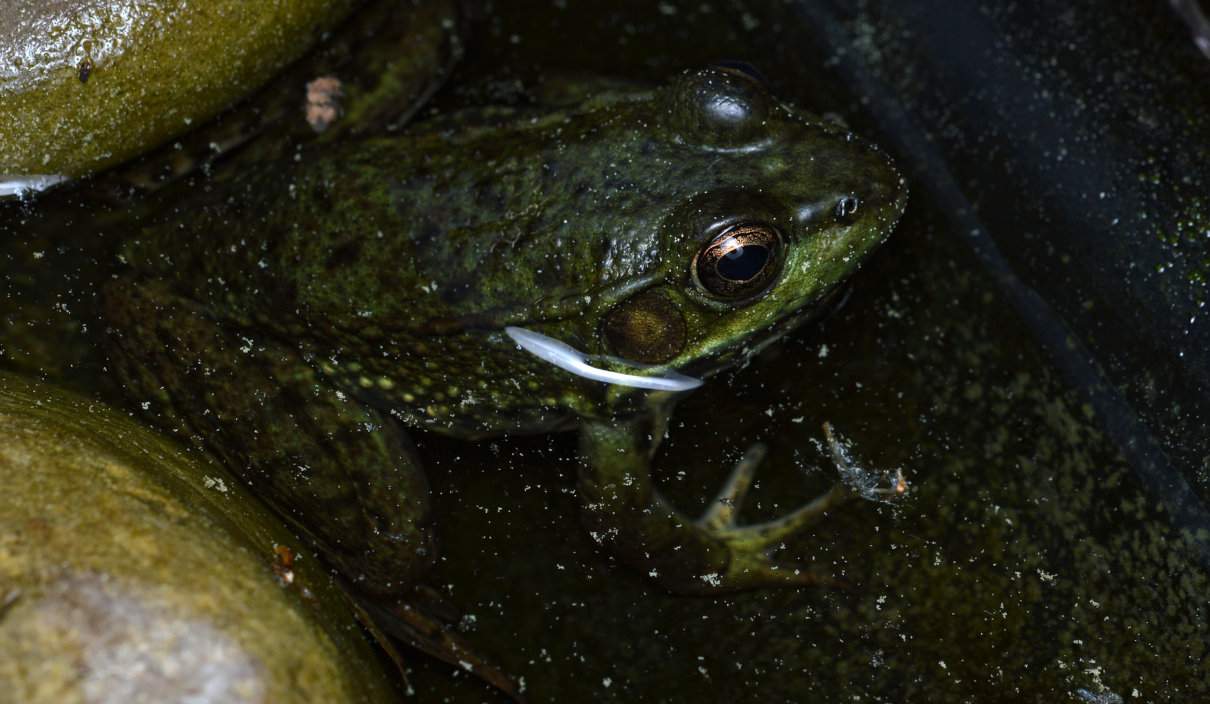 Rana verde, Lithobates clamitans, un anuro de Norteamérica