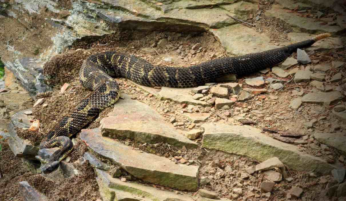 Serpiente de cascabel de madera Crotalus horridus