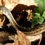 serpiente-de-liga-comun-thamnophis-sirtalis