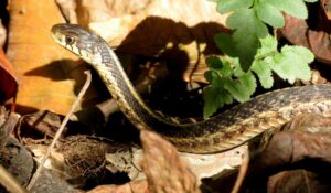 Serpiente de liga común, Thamnophis sirtalis, una cazadora diurna