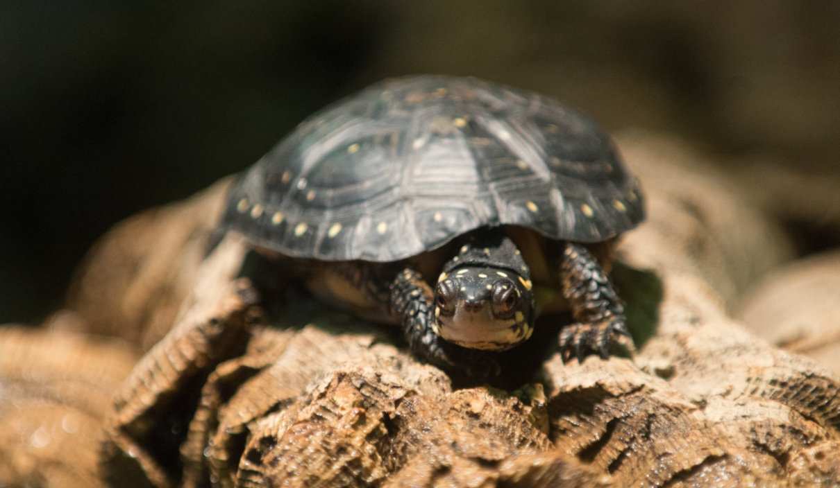 Tortuga moteada, Clemmys guttata, una pequeña en estado de amenaza