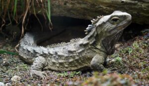 Tuátaras, los pequeños lagartos del orden esfenodontos