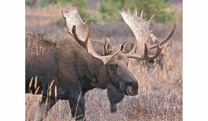 Alce (Alces alces), cérvido con cornamenta en forma de pala