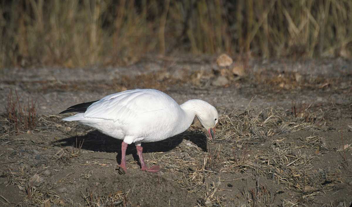 Ánsar nival, Anser caerulescens, anseriforme que anida en el Ártico