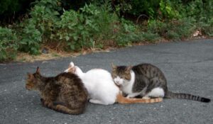 Aparato reproductor del gato y la hembra felina