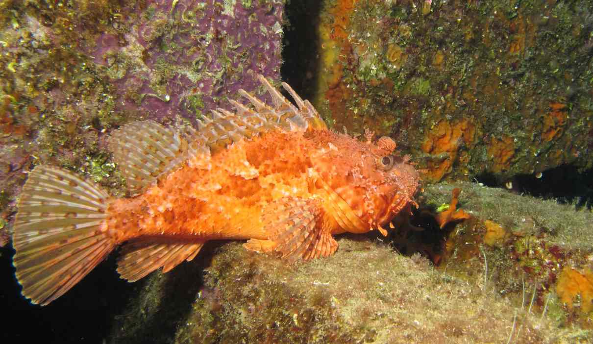 Cabracho (gallineta), Scorpaena scrofa, un escopérnido comestible