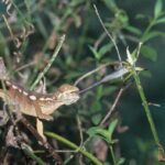 camaleon-alfombra-furcifer-lateralis