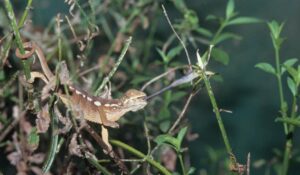 Camaleón alfombra, Furcifer lateralis, información y cuidados en terrario