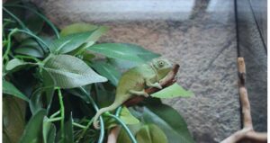 Camaleón del Yemen, Chamaeleo calyptratus, un reptil con casco craneal