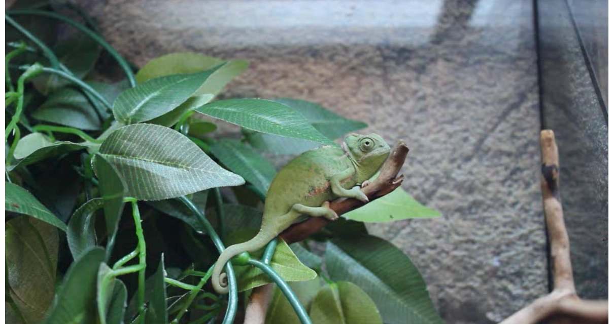 Camaleón del Yemen, Chamaeleo calyptratus, camaleón velado