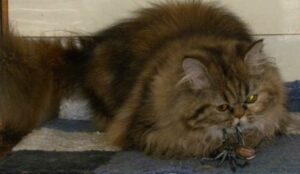 Envenenamiento en gatos, manejo y tóxicos más frecuentes