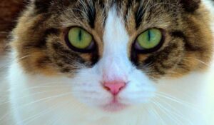Estrés felino, desarrollo, factores y manejo terapéutico