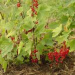 grosella-ribes-rubrum