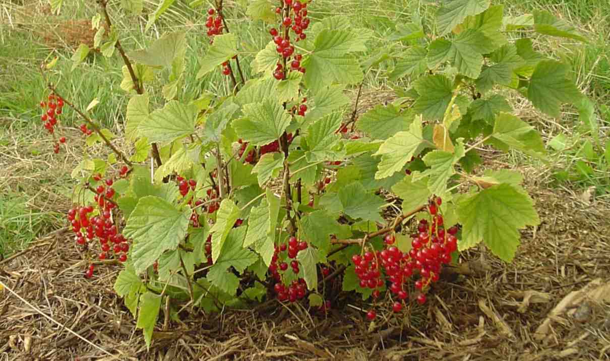 Grosella, Ribes rubrum