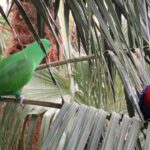 loro-eclectus