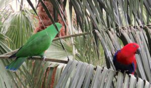 Loro eclectus, Eclectus roratus, ave exótica de coloración vistosa