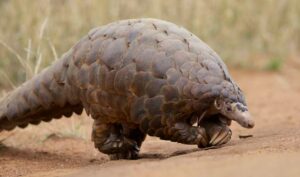 Pangolines, orden Pholidota (folidotos), características, biología y filogenia