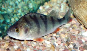 Perca fluviatilis, un pez descrito como voraz y muy invasor