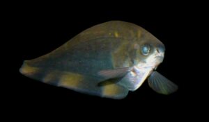 Pez cuchillo africano, Xenomystus nigri, información y cuidados en acuario