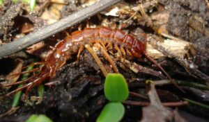 Quilópodos, Chilopoda, ciempiés y escolopendras
