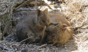 Quokka, Setonix brachyurus, pequeño marsupial australiano