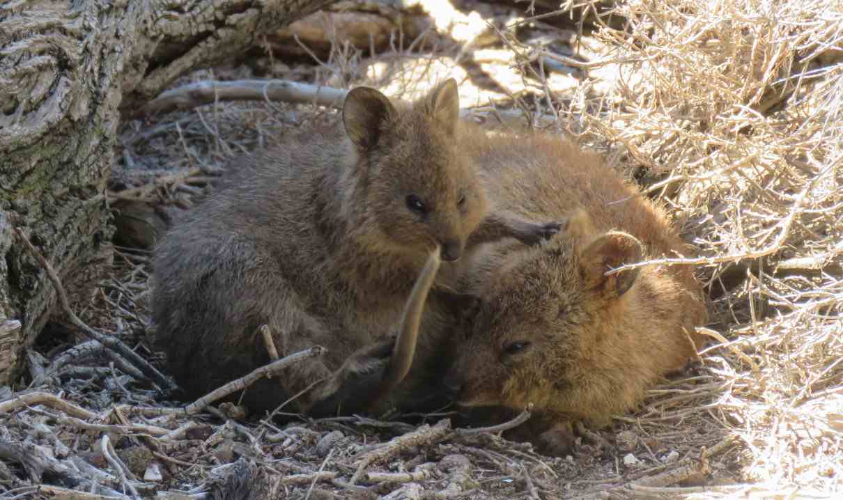 Quokka, Setonix brachyurus