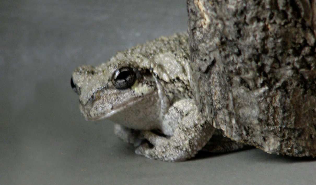 Rana arbórea gris, Hyla versicolor