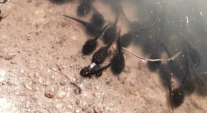 Reproducción de anuros: Ranas y sapos, estrategias reproductivas