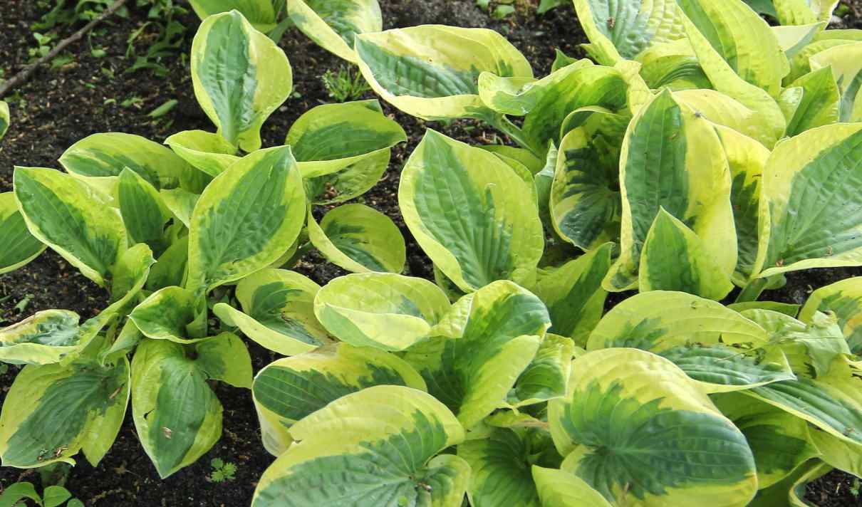 Sistema inmunitario de las plantas