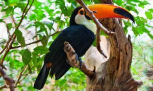Tucán toco, Ramphastos toco, un ranfástido muy grande