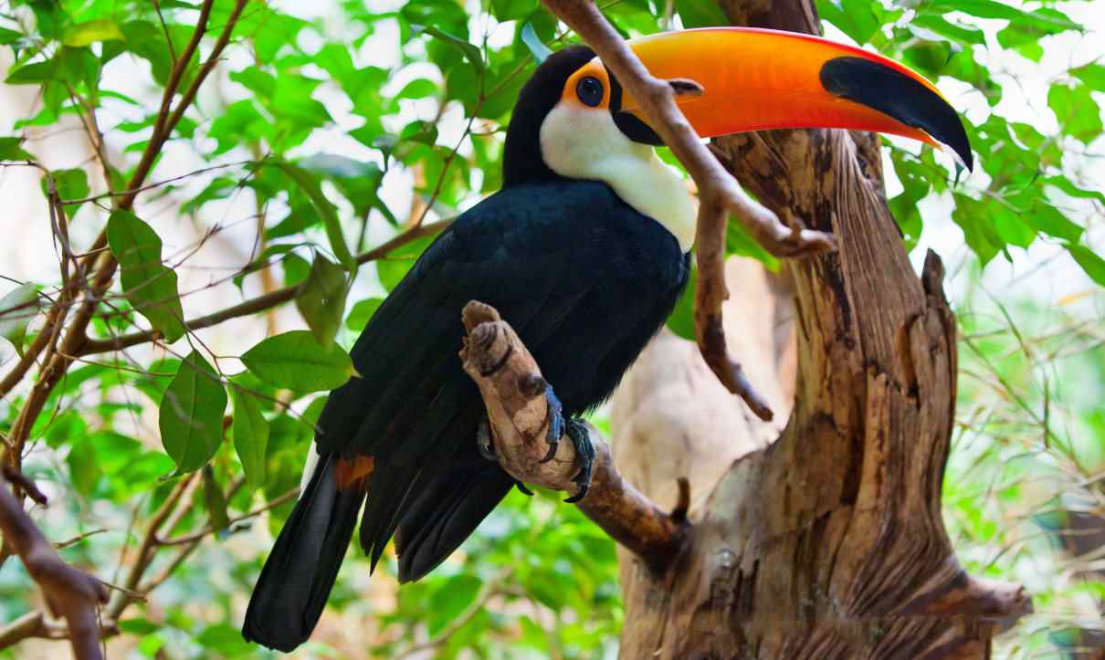 Ramphastos Toco Tucan-toco-ramphastos-toco