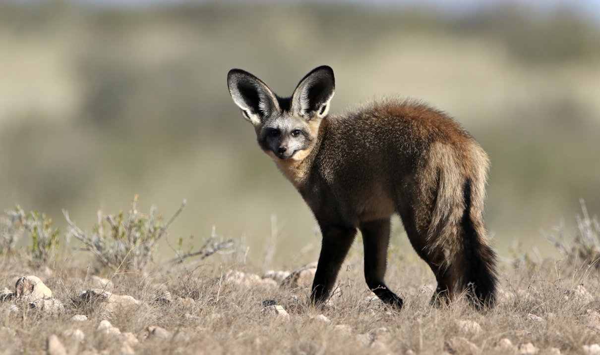 Zorro orejudo, Otocyon megalotis, un mamífero que sorprende