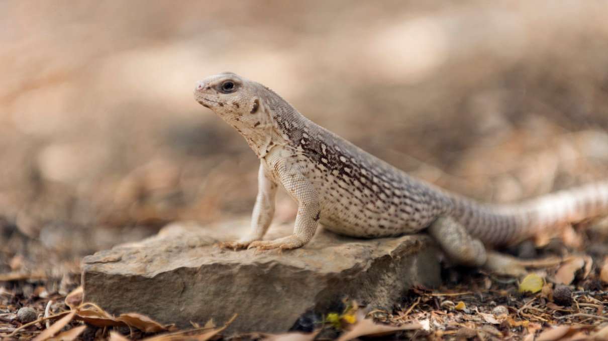 Iguana del desierto (Dipsosaurus dorsalis)