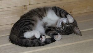 Anemia en gatos, sus causas y tipos más frecuentes