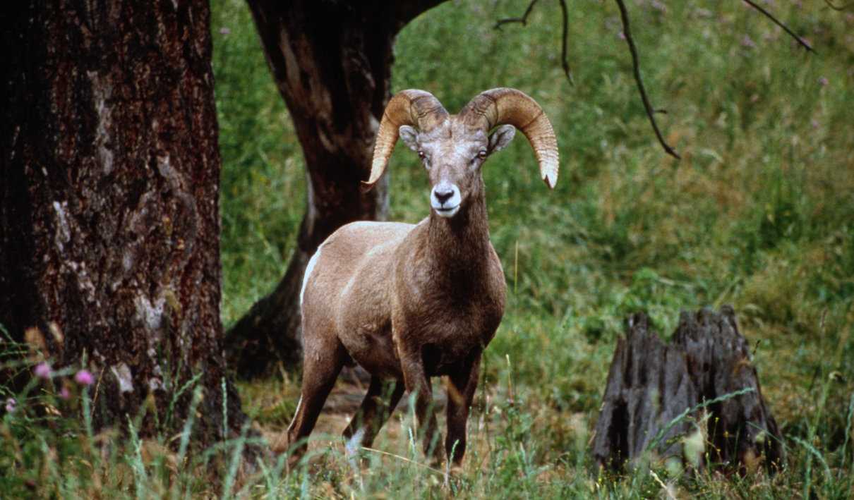 animales-salvajes