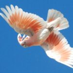 cacatua-abanderada-cacatua-leadbeateri