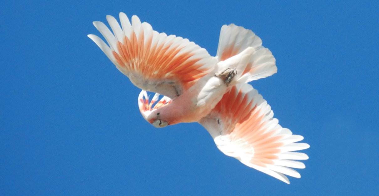 Cacatúa abanderada, Cacatua leadbeateri, un ave muy especial