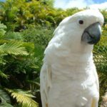 cacatua-alba-blanca