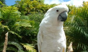 Cacatua alba (cacatúa blanca), un fascinante ave charlatán