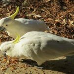 cacatua-galerita