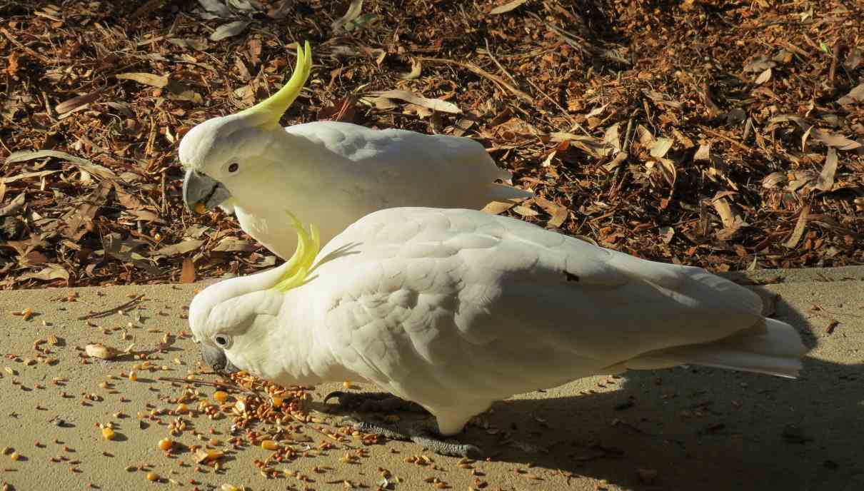 Cacatua galerita, espectacular ave blanca y de cresta amarilla