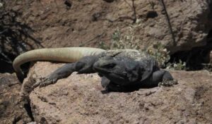 Chuckwalla, Sauromalus ater, un lagarto iguánido americano