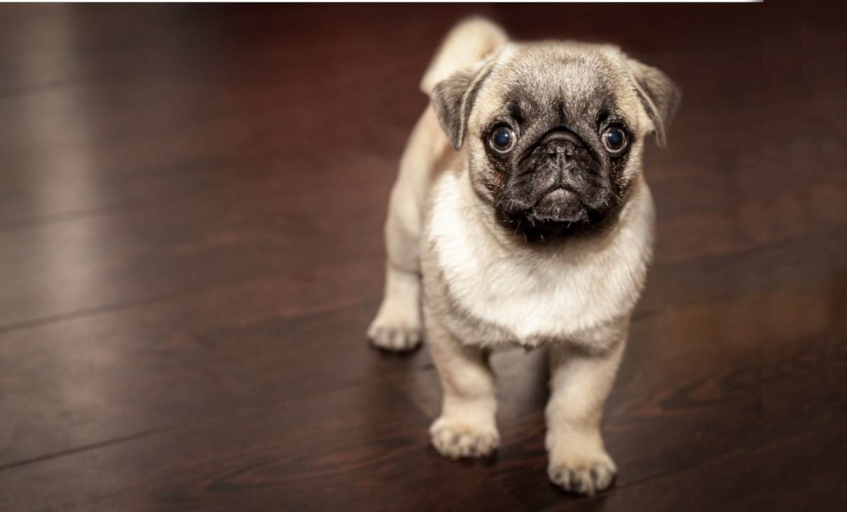 Cuidados del cachorro y características de su desarrollo