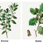 diferencias-entre-roble-y-encina