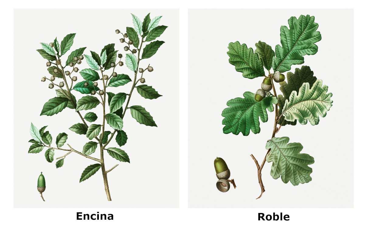 Diferencias entre roble y encina